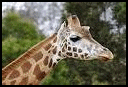 giraffe face