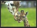 giraffe mom